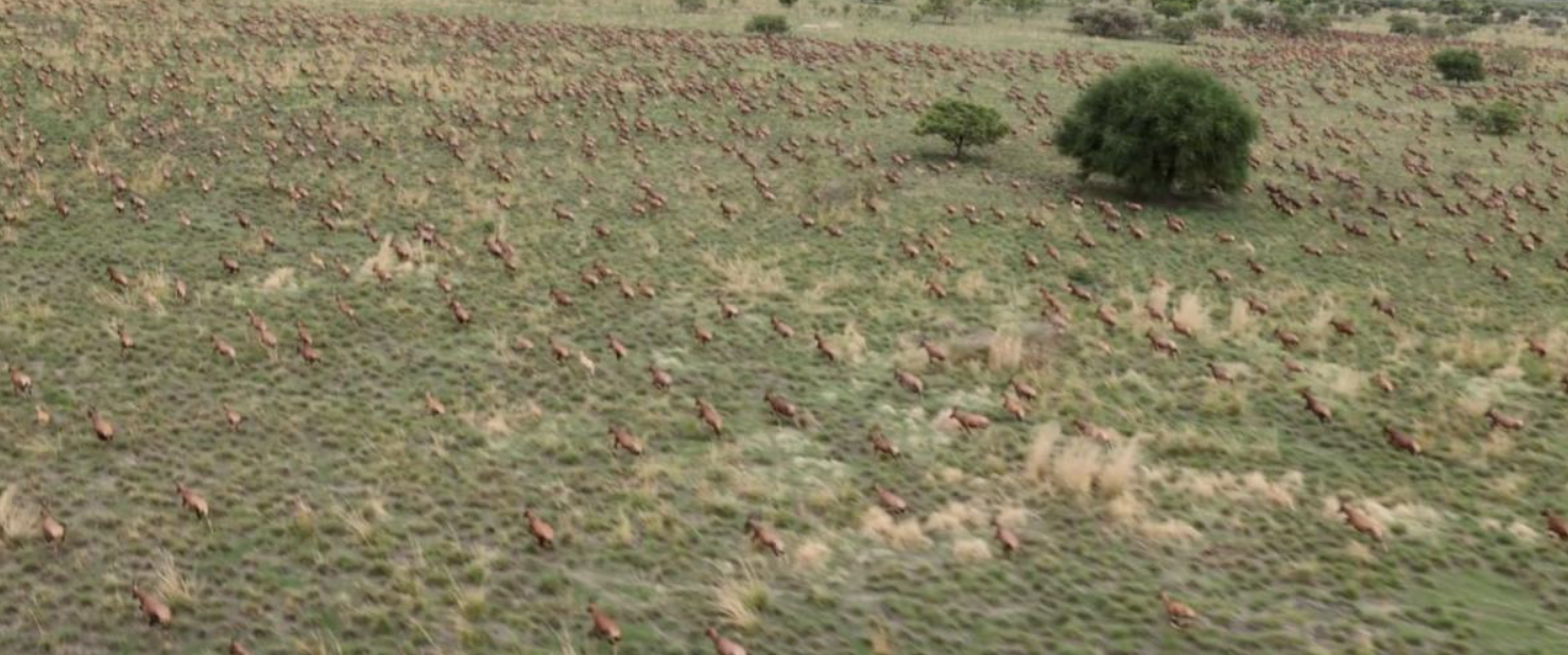 Çox az adamın görə bildiyi mənzərə: 6 milyon antilopun köçü (FOTO)